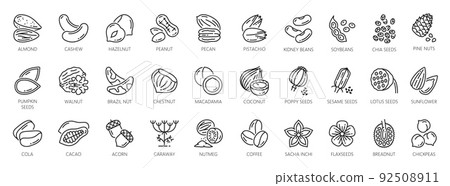 Nuts outline icons of peanut, walnut and almond, vector seeds and beans, cacao and pistachio nuts outline symbols with pumpkin and sunflower seeds, coffee beans and chickpea with chestnut Nuts outline icons of peanut, walnut and almond, vector seeds and beans, cacao and pistachio nuts outline symbols with pumpkin and sunflower seeds, coffee beans and chickpea with chestnut 92508911
