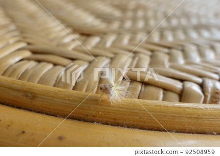 Ricania japonica larva on an outdoor chair sideways Ricania japonica larva on an outdoor chair sideways 92508959