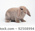 Brown cute rabbit standing isolated on white background. Lovely action of holland lop rabbit. 92508994