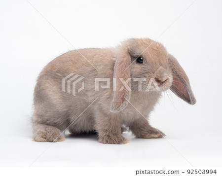 Brown cute rabbit standing isolated on white background. Lovely action of holland lop rabbit. 92508994