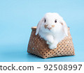 Front view of white cute baby holland lop rabbit in basket on blue background. Lovely action of young rabbit. 92508997