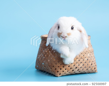 Front view of white cute baby holland lop rabbit in basket on blue background. Lovely action of young rabbit. 92508997