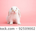 Baby white holland lop rabbit sitting on pink background. Lovely action of young rabbit. 92509002