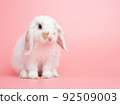 Baby white holland lop rabbit sitting on pink background. Lovely action of young rabbit. 92509003