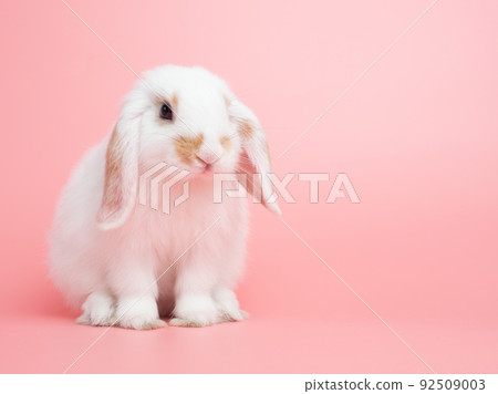 Baby white holland lop rabbit sitting on pink background. Lovely action of young rabbit. Baby white holland lop rabbit sitting on pink background. Lovely action of young rabbit. 92509003