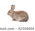 Adorable gray rabbit sitting  on white background. 92509004