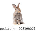 Adorable gray rabbit sitting  on white background. 92509005