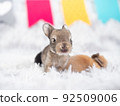 Cute baby rabbits 10 day old sitting on furry fabric. 92509006