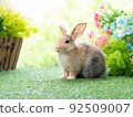 Cute rabbit lie down on grass with green nature background. Lovely action of young rabbit. 92509007