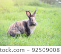 Wild rabbit sitting on grass with green nature background. Lovely action of wild rabbit in field. 92509008