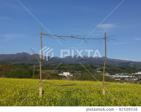 盛開的油菜田，文騰花園，上山 92509316