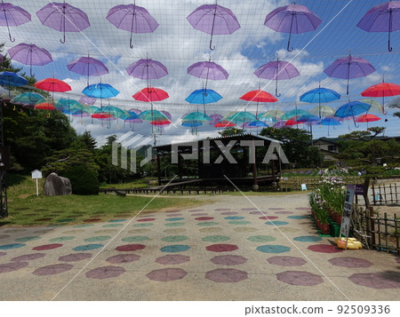 盛開的鳶尾花 Ayame Nagai Ayame Park Umbrella Sky 盛開的鳶尾花 Ayame Nagai Ayame Park Umbrella Sky 92509336