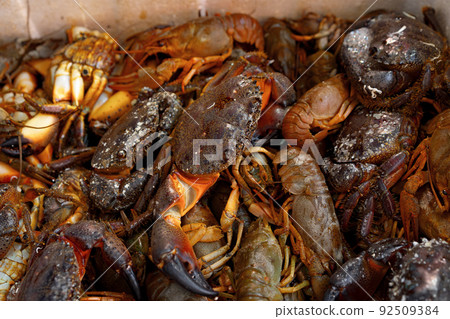 Fresh crabs to sell in fish market in Istanbul 92509384