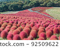 Brown Kokia [日立海濱公園] 92509622