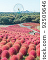 Brown Kokia [日立海濱公園] 92509646