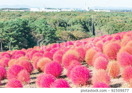 燃燒的紅Kokia【日立海濱公園】 燃燒的紅Kokia【日立海濱公園】 92509877