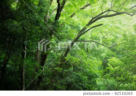 Todoroki 山谷樹木，都市自然 92510263
