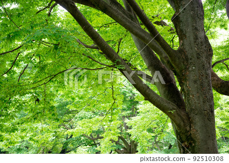 Tree greens and environment Tree greens and environment 92510308