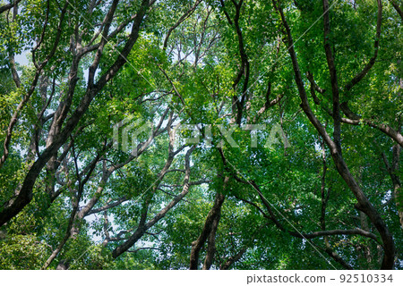 Tree green and environmental effects Tree green and environmental effects 92510334