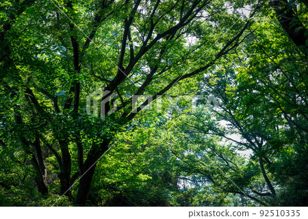 樹木綠化與環境影響 92510335