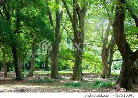 大樹與環境綠化 92510343