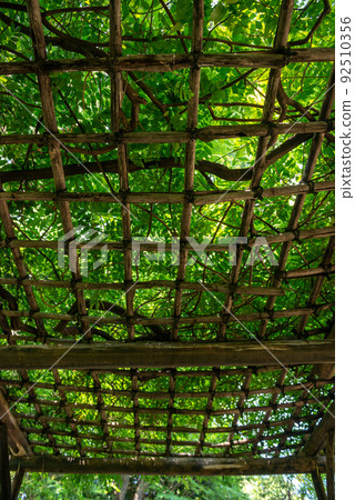 Global warming and environmental greening of trees 92510356