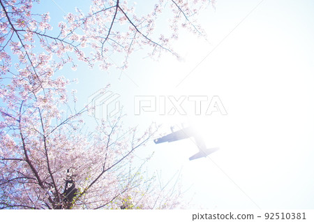 A transport plane flying in the blue sky and cherry blossoms 92510381