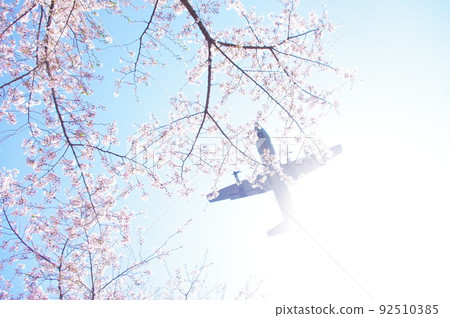 A transport plane flying in the blue sky and cherry blossoms 92510385