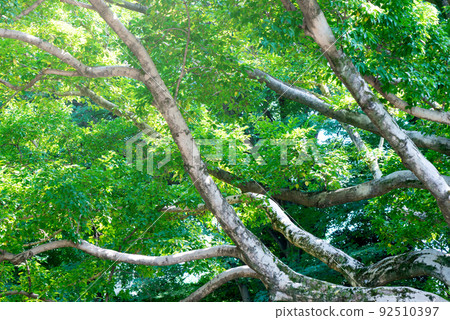 綠化活動和巨型木蘭kobus 92510397