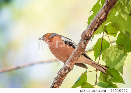 Common chaffinch, Fringilla coelebs, sits on a branch in spring on green background. Common chaffinch in wildlife. Common chaffinch, Fringilla coelebs, sits on a branch in spring on green background. Common chaffinch in wildlife. 92510452