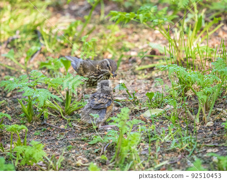 Wood bird Redwing, Turdus iliacus, feeds the chick with earthworms on the ground. An adult chick left the nest but its parents continue to take care of him. Wood bird Redwing, Turdus iliacus, feeds the chick with earthworms on the ground. An adult chick left the nest but its parents continue to take care of him. 92510453