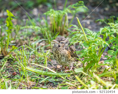 A Redwing chick, Turdus iliacus,, has left the nest and sitting on the spring lawn. A Redwing chick, a bird in the thrush family, sits on the ground and waits for food from its parents. 92510454
