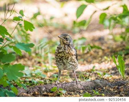 A fieldfare chick, Turdus pilaris, has left the nest and sitting on the spring lawn. A fieldfare chick sits on the ground and waits for food from its parents. A fieldfare chick, Turdus pilaris, has left the nest and sitting on the spring lawn. A fieldfare chick sits on the ground and waits for food from its parents. 92510456