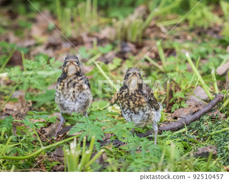 Two fieldfare chicks, Turdus pilaris, have left the nest and are sitting on the spring lawn. Fieldfare chicks sit on the ground and wait for food from its parents. Two fieldfare chicks, Turdus pilaris, have left the nest and are sitting on the spring lawn. Fieldfare chicks sit on the ground and wait for food from its parents. 92510457