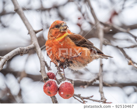 Red Crossbill male sitting on the tree branch and eats wild apple berries. Crossbill bird eats berries. Red Crossbill male sitting on the tree branch and eats wild apple berries. Crossbill bird eats berries. 92510467
