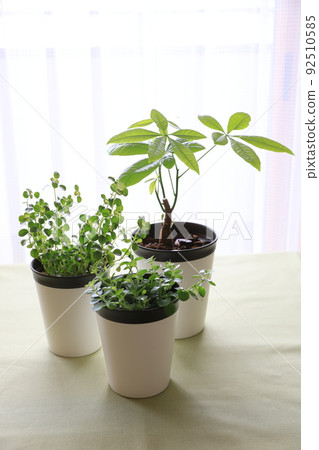 Foliage plant  92510585