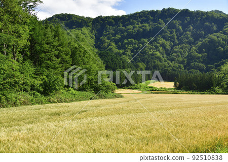 夏季拍攝北海道淺草町麥田風光 夏季拍攝北海道淺草町麥田風光 92510838