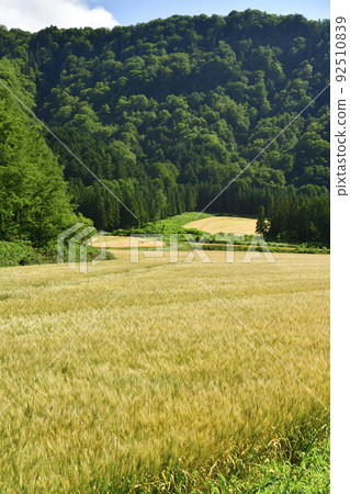 Photographing the scenery of a wheat field in Assabu-cho, Hokkaido in the summer Photographing the scenery of a wheat field in Assabu-cho, Hokkaido in the summer 92510839