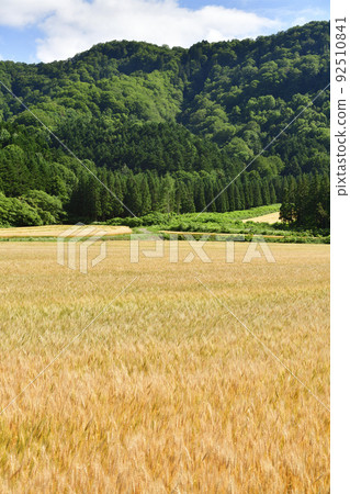 夏季拍攝北海道淺草町麥田風光 夏季拍攝北海道淺草町麥田風光 92510841