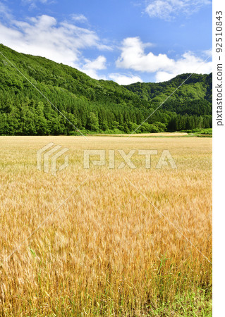夏季拍攝北海道淺草町麥田風光 夏季拍攝北海道淺草町麥田風光 92510843