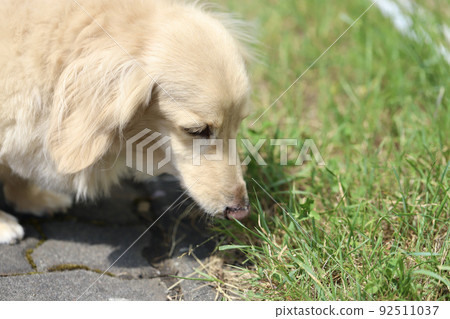 迷你臘腸犬奶油色臘腸犬在花園散步 迷你臘腸犬奶油色臘腸犬在花園散步 92511037