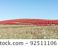Red Kokia and Cosmos 比賽【日立海濱公園】 92511106