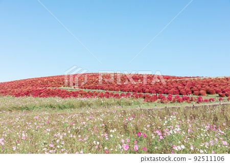 Red Kokia and Cosmos 比賽【日立海濱公園】 92511106