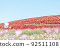 Red Kokia and Cosmos 比賽【日立海濱公園】 92511108