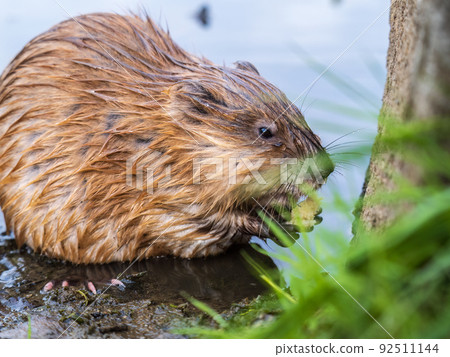 Wild animal Muskrat, Ondatra zibethicuseats, eats on the river bank 92511144