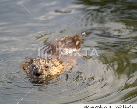 Muskrat, Ondatra zibethicuseats swiming at the surface of the lake water. 92511145