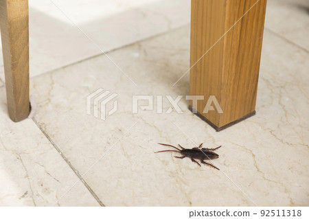 Image of cockroaches appearing under the restaurant table 92511318