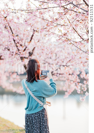 A woman taking a picture of a row of Kawazu cherry blossom trees blooming along the river with a smartphone A woman taking a picture of a row of Kawazu cherry blossom trees blooming along the river with a smartphone 92511531