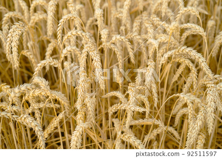 Gold wheat field. Selective Focus. wheat harvest 92511597