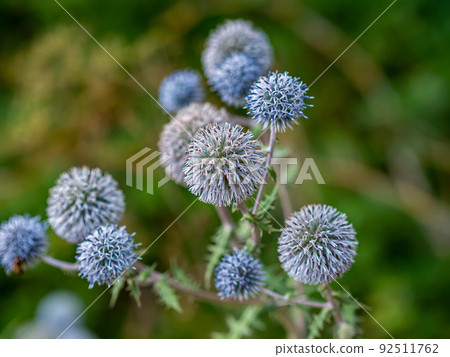 echinops in the wild the bee flies over these plants 92511762